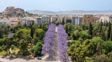 Νέες γιακαράντες στην Αθήνα, φύτευσαν 90 δέντρα με μωβ λουλούδια, δείτε φωτογραφίες