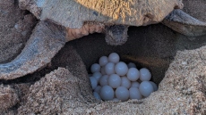 Πελοπόννησος: Θαλάσσια χελώνα Καρέττα γεννά εδώ και 32 χρόνια στον Κυπαρισσιακό Κόλπο