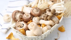 Μανιτάρια στην Ελλάδα: Πλήρης οδηγός για άγρια, καλλιεργούμενα και δηλητηριώδη είδη