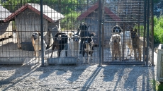 Θεσσαλονίκη: Συνελήφθη άνδρας που κρατούσε 68 σκύλους σε άθλιες συνθήκες
