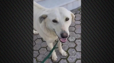 Πυροβόλησαν και σκότωσαν σκύλο στα Χανιά, οργισμένοι οι κάτοικοι της Καλυδωνίας για τον Μπεν