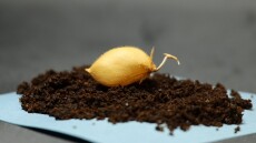 Επιστήμονες καλλιέργησαν ρεβίθια σε προσομοιωμένο σεληνιακό χώμα