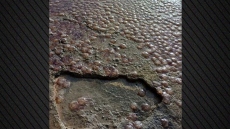 Εκατοντάδες μέδουσες ξεβράστηκαν σε παραλία της Εύβοιας