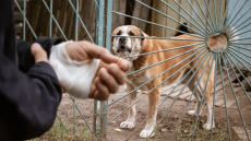 Οι 10 πιο θανατηφόροι ιοί στον κόσμο που μεταδίδονται από ζώα – Η λύσσα στην κορυφή
