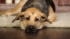 Η αθέατη πλευρά του πολέμου: Φεύγουν άρον άρον από το Ντουμπάι κι εγκαταλείπουν τα κατοικίδιά τους στον δρόμο ή τα δίνουν για ευθανασία