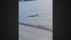 Μεγάλο καρχαριοειδές κολυμπούσε κοντά στην ακτή στο Καβούρι, δείτε βίντεο