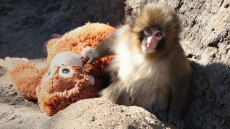 Ανησυχία για τον Παντς που έγινε viral αγκαλιάζοντας λούτρινο αρκουδάκι: Τον εκπαιδεύουν με καψόνια οι κυρίαρχες μαϊμούδες, απαντά ο ζωολογικός