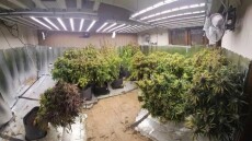 Εξαρθρώθηκε εγκληματική οργάνωση που είχε στήσει εργαστήρι υδροπονικής κάνναβης σε μονοκατοικία στη Θεσσαλονίκη, βίντεο και φωτογραφίες