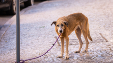 Θεσσαλονίκη: Κακοποιούσε τον σκύλο της μπροστά της, συνελήφθησαν και οι δύο