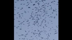 Εντυπωσιακό θέαμα στον Λίβανο: Χιλιάδες πελαργοί γέμισαν τον ουρανό καθ' οδόν προς τους τόπους αναπαραγωγής τους