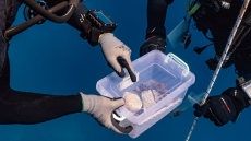 Νέο εύρημα στο ναυάγιο του πλοίου του Έλγιν στα Κύθηρα: Βρέθηκε θραύσμα πιθανόν από τον γλυπτό διάκοσμο του Παρθενώνα
