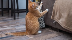 Γρατζουνάει η γάτα σας τα έπιπλά σας; Πώς μπορείτε να αντιμετωπίσετε αυτή τη συμπεριφορά
