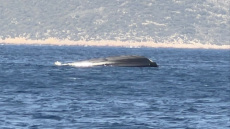 Δείτε βίντεο με το αναποδογυρισμένο σκάφος της Frontex στο Καστελόριζο: Επέβαινε η Εσθονή πρέσβης, τρεις οι τραυματίες