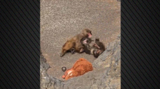 Ο μικρός πίθηκος Punch βρήκε συντροφιά, δείτε εικόνες με τις τρυφερές αγκαλιές
