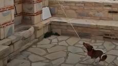 Σκύλος χτυπά την καμπάνα σε εκκλησία στην Κρήτη και γίνεται viral, δείτε βίντεο