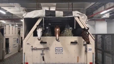 Εντυπωσιακή επιχείρηση μεταφοράς 147 αγωνιστικών αλόγων από το Κατάρ στη Λιέγη, δείτε βίντεο