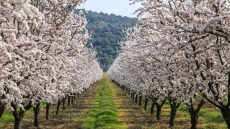 Σαν πίνακας ζωγραφικής: Η Λάρισα «ντύθηκε» στα λευκά από τις ανθισμένες αμυγδαλιές, δείτε εικόνες