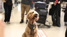 «Συγκινητικές σκηνές» στην Αθήνα - Μεγάλο ενδιαφέρον διεθνών ΜΜΕ για την ελληνική επιχείρηση επαναπατρισμού κατοικιδίων από τη Μέση Ανατολή