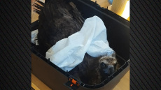 Δαδιά: Δηλητηρίασαν δώδεκα μαυρογύπες, νεκροί οι εννέα