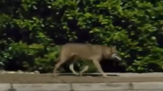 Λύκος κινείται ανενόχλητος δίπλα σε σπίτια στους Θρακομακεδόνες, δείτε βίντεο 
