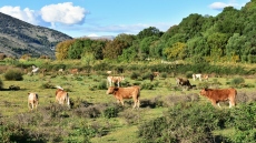 Δύο νέα κρούσματα αφθώδους πυρετού σε εκτροφές σε Λέσβο, εφαρμόζονται άμεσα τα προβλεπόμενα μέτρα