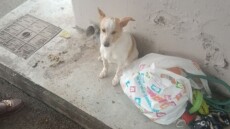 Εγκατέλειψαν σκυλάκι σε στάση λεωφορείου στη Λεμεσό μαζί με τα παιχνίδια του, δείτε το βίντεο που ραγίζει καρδιές