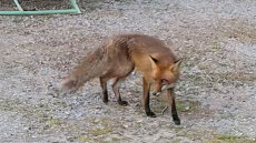 Ατρόμητη αλεπού κυκλοφορεί ανάμεσα σε ανθρώπους στο φράγμα της Θέρμης, δείτε βίντεο