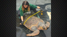 Από την κακοποίηση στην ελευθερία: Χελώνα γίγας 105 κιλών επιστρέφει στη θάλασσα μετά τη διάσωσή της στην Ελλάδα