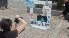 Δωρεάν φωτογράφιση για κατοικίδια στο Παγκράτι, σε υπαίθριο στούντιο μετατράπηκε η πλατεία Βαρνάβα  
