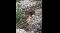 Διέσωσαν τυφλή και τραυματισμένη ελαφίνα σε δύσβατη περιοχή στην Ρόδο, δείτε βίντεο 