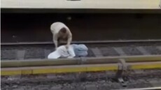 Άνδρας ξάπλωσε στις ράγες του μετρό στις Βρυξέλλες - Επιβάτες ρίσκαραν τη ζωή τους για να τον τραβήξουν ενώ ερχόταν ο συρμός, δείτε βίντεο
