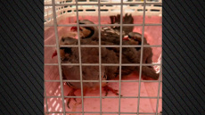 Δικογραφία για παράνομη εκτροφή ζώων στην ταράτσα στους Αμπελόκηπους: Κατσίκες, κότες, πάπιες σε ακατάλληλες συνθήκες διαβίωσης, βίντεο και φωτογραφίες