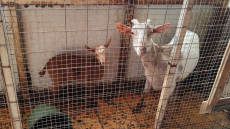 «Δεν έχουμε κάνει τίποτα παράνομο, στο ίδιο κτίριο στεγάζεται κι ο ΕΦΕΤ» λέει η οικογένεια με το κοτέτσι και τη στάνη στην ταράτσα των Αμπελοκήπων