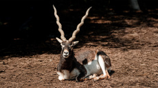 Πυροβόλησαν και σκότωσαν σπάνιο είδος αντιλόπης σε ζωολογικό κήπο στη Βιέννη