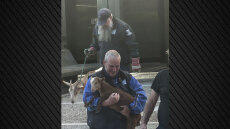 Βίντεο: Η στιγμή που κατεβάζουν κατσίκες, κότες και πάπιες από την ταράτσα-«μαντρί» στους Αμπελόκηπους