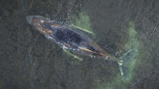 Ετοιμοθάνατη η φάλαινα «Τίμι» που ξεβράστηκε στη Βαλτική, σταματά η επιχείρηση διάσωσης της, δείτε βίντεο