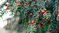 Από τα ελληνικά βουνά στα αντικαρκινικά φάρμακα: Τι δείχνει μελέτη του ΑΠΘ για τον ίταμο