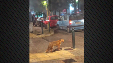 Ατάραχη αλεπουδίτσα κάνει βόλτες στη Νέα Ερυθραία, δείτε βίντεο
