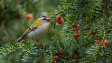 Ίταμος: Το σπάνιο δέντρο των ελληνικών βουνών με αντικαρκινική δράση
