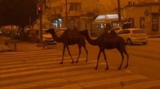 Γλέντι στο TikTok με την αφρικανική σκόνη: Ο πλανήτης Άρης, οι καμήλες που βόλταραν στο Ηράκλειο και το... red flag