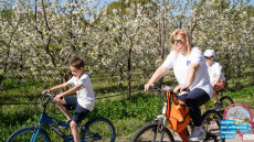 «Όταν ανθίζουν οι κερασιές της Πέλλας 2026», μία μεγάλη γιορτή γεύσης και παράδοσης
