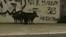 Αγριογούρουνα εμφανίστηκαν κοντά σε περιφερειακό δρόμο στον Βόλο