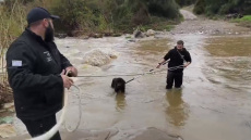 Διασώθηκαν δύο τσοπανόσκυλα που είχαν εγκλωβιστεί σε ποταμό στη Χαλκιδική, δείτε βίντεο
