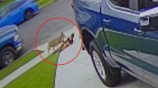 Κογιότ επιτέθηκε και τραυμάτισε 4χρονο στο Λος Άντζελες, δείτε βίντεο
