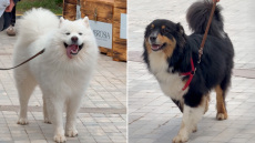 Woof Festival: Όμορφες εκπλήξεις και υπέροχες τετράποδες παρουσίες στη δεύτερη μέρα της γιορτής της φιλοζωίας στο πεδίο του Άρεως