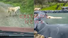 Δείτε βίντεο: Σκυλίτσα στην Κρήτη διένυσε 1 χλμ. και οδήγησε άνθρωπο στη διάσωση του κουταβιού της που είχε πέσει σε δεξαμενή νερού