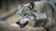 Μαζική δηλητηρίαση λύκων σε εθνικό πάρκο στην Ιταλία, βρέθηκαν 18 νεκροί σε μια εβδομάδα