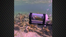 Βίντεο: Παπαγάλος έκανε κατάδυση με αυτοσχέδιο υποβρύχιο στις Μπαχάμες, ο ιδιοκτήτης του λέει πως δεν αγχώθηκε