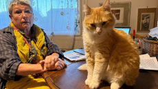 Γαλλία: Η ιδιοκτήτρια ενός άτακτου γάτου κλήθηκε να πληρώσει 100 ευρώ στον γείτονά της
