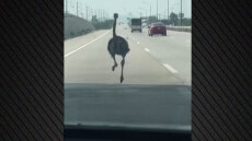 Δείτε βίντεο: Στρουθοκάμηλος «φυγάς» τρέχει σε αυτοκινητόδρομο στην Ταϊλάνδη δίπλα στα αυτοκίνητα